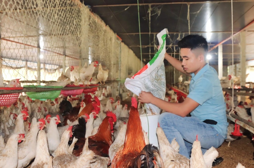 Hiếu nuôi kết hợp gà giống và gà thịt tại hệ thống trang trại của mình (Ảnh: V.C.).