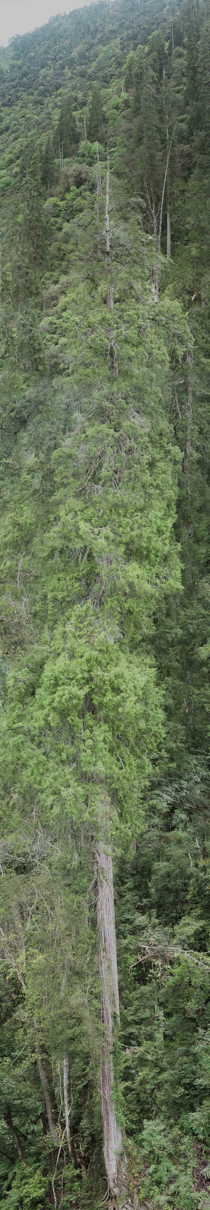 Phát hiện cây khổng lồ bằng tòa cao ốc, mọc ở hẻm núi sâu nhất thế giới - 1