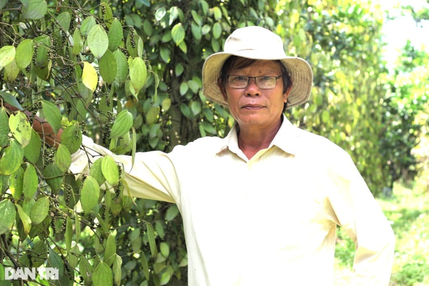 Ông Phan Văn Huệ vươn lên thoát nghèo với mô hình trồng tiêu hữu cơ trên đất gò đồi bạc màu (Ảnh: Ngô Linh).
