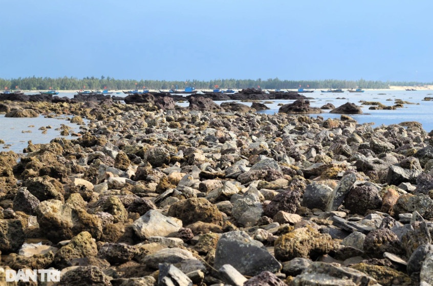 Thủy triều rút, những rạn đá lởm chởm, sần sùi dần lộ ra. Đây là nơi nhiều người đi tìm kiếm hải sản như ốc, nghêu…