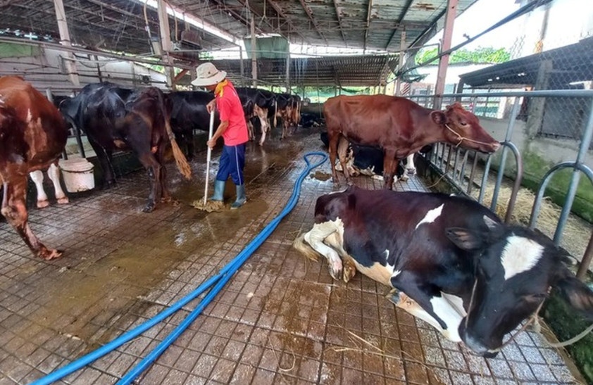 Nông dân huyện Củ Chi nuôi bò sữa. Ảnh: T.Đ
