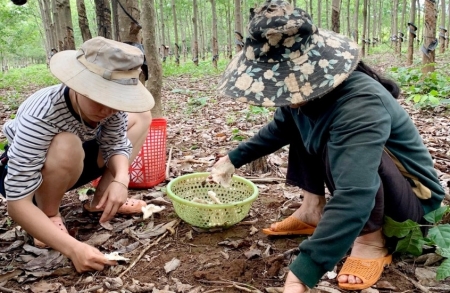 Nấm "nhà giàu" mọc trắng vườn, nông dân đi dạo vài vòng đã thu về 3 triệu