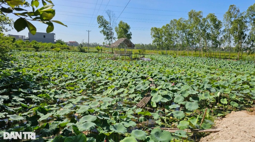 Hồ sen gần 1ha đang mùa thu hoạch của anh Nguyễn Văn Hòe (Ảnh: Nguyễn Duy).