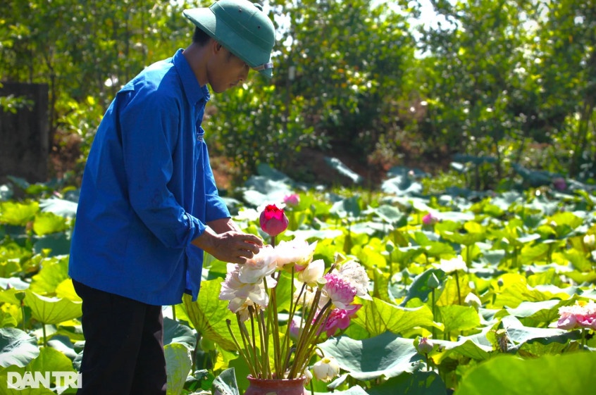 Anh Hòe đang chăm chút, cắm những cành hoa sen vào bình phục vụ nhu cầu chụp ảnh của du khách (Ảnh: Nguyễn Duy).