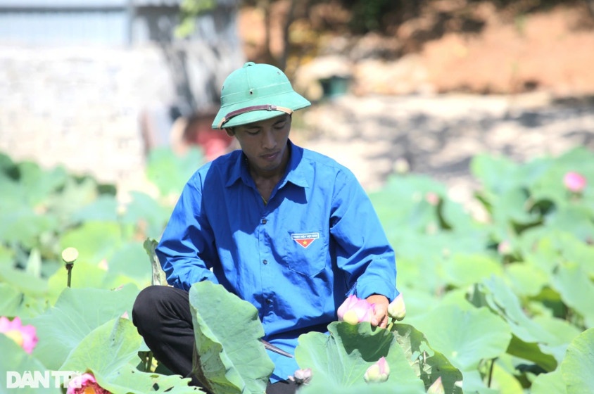 Có công việc ổn định tại một công ty điện tử lớn ở Hà Nội nhưng với niềm đam mê hoa, cây cảnh, anh Hòe quyết định về quê trồng sen (Ảnh: Nguyễn Duy).