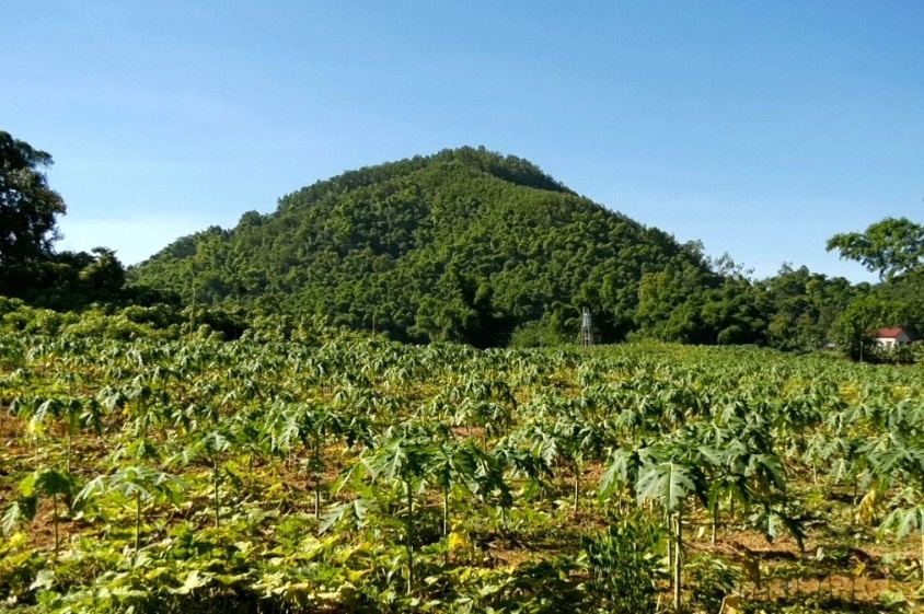 Thổ nhưỡng, khí hậu ở huyện Lang Chánh phù hợp với trồng cây đu đủ lấy hoa (Ảnh: Ngọc Thỏa).