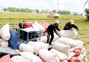 Tin tức kinh tế ngày 19/7: Giá gạo xuất khẩu thiết lập đỉnh mới