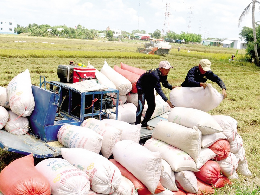 Tin tức kinh tế ngày 19/7: Giá gạo xuất khẩu thiết lập đỉnh mới