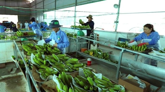 Tin tức kinh tế ngày 22/7: Xuất khẩu rau quả đi Trung Quốc bị cảnh báo
