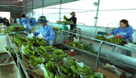 Tin tức kinh tế ngày 22/7: Xuất khẩu rau quả đi Trung Quốc bị cảnh báo