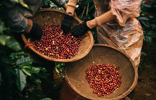 Tin tức kinh tế ngày 31/7: Xuất khẩu cà phê giảm xuống mức thấp nhất 6 năm