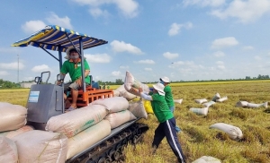 Một số quốc gia hạn chế xuất khẩu gạo: Thời cơ cho Việt Nam