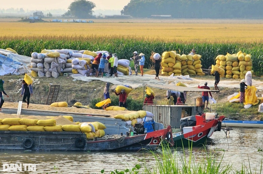Nông dân miền Tây khấp khởi trước đà tăng của giá lúa gạo (Ảnh: Bảo Trân).