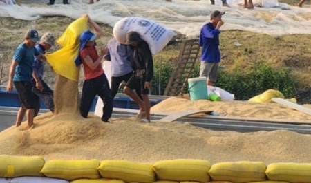 Nông dân miền Tây khấp khởi trước đà giá lúa gạo tăng cao