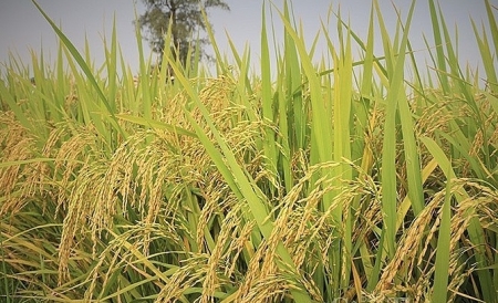 Thái Lan giảm diện tích trồng lúa, tác động như thế nào lên giá gạo Việt?