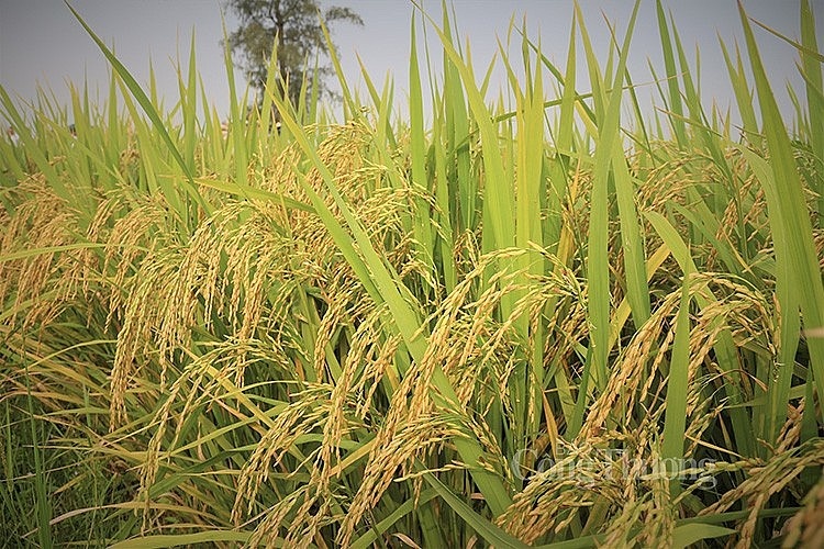 Thái Lan giảm diện tích trồng lúa, tác động như thế nào lên giá gạo Việt?