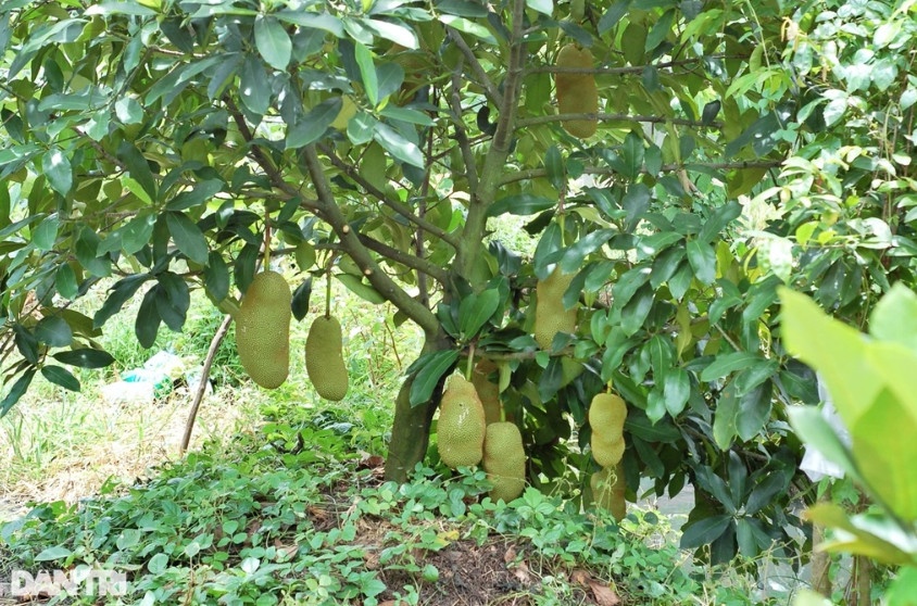 Vườn mít sầu riêng của anh Khang hiện tại có 400 cây (Ảnh: Bảo Trân).