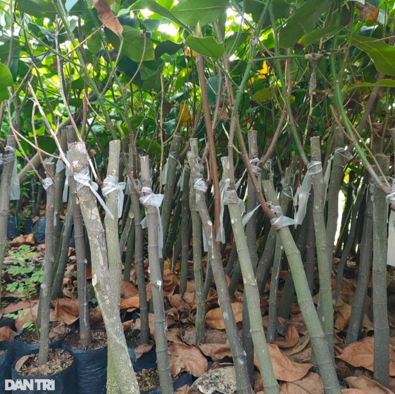 Hiện tại, mít sầu riêng có giá 200 đồng/cây giống (Ảnh: Bảo Trân).