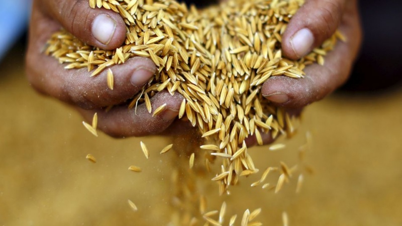 Thái Lan hưởng lợi từ lệnh cấm xuất khẩu gạo của Ấn Độ