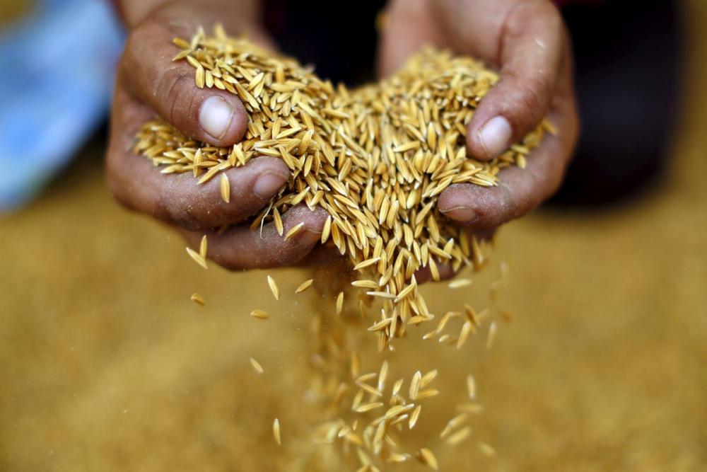 Thái Lan hưởng lợi từ lệnh cấm xuất khẩu gạo của Ấn Độ