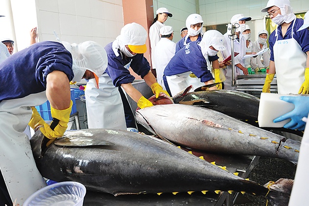 Tin tức kinh tế ngày 11/8: Xuất khẩu cá ngừ sang Italy tăng đột biến