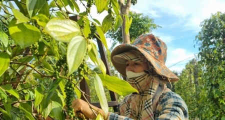 Vì sao “vàng đen” thất thế?