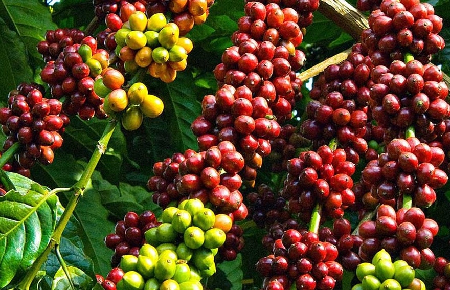 Tin tức kinh tế ngày 14/8: Giá cà phê xuất khẩu tăng cao kỷ lục