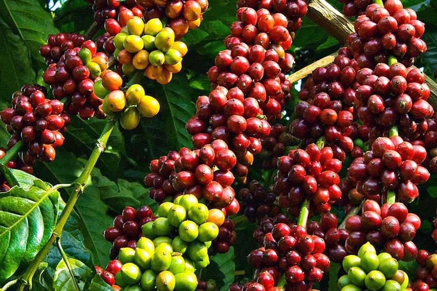 Tin tức kinh tế ngày 14/8: Giá cà phê xuất khẩu tăng cao kỷ lục