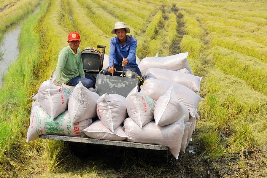 Tin tức kinh tế ngày 19/8: Giá gạo Việt Nam đang cao nhất thế giới