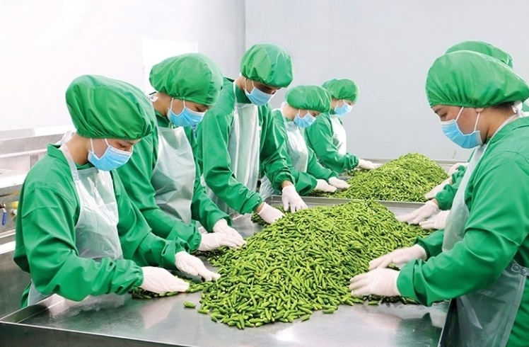 Tin tức kinh tế ngày 20/8: Xuất khẩu rau quả dự báo sẽ lập kỳ tích mới trong năm 2023