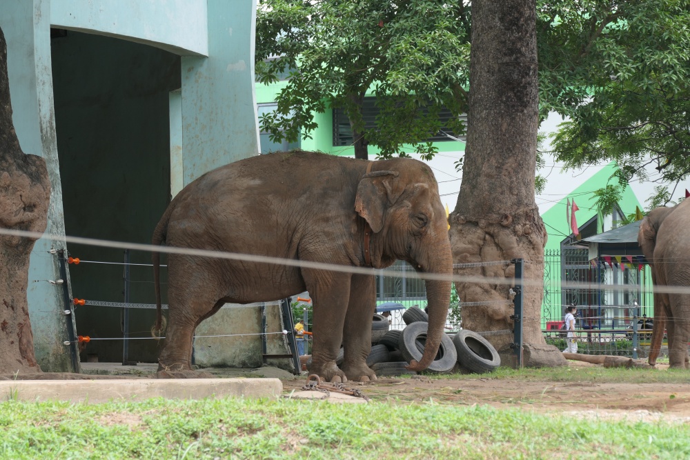 Cởi bỏ xích chân cho 2 cá thể voi tại Vườn thú Hà Nội