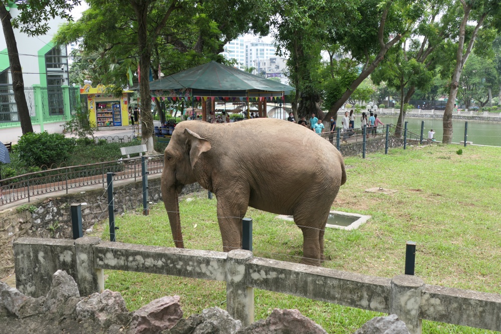 Khu vực chuồng voi luôn thu hút sự quan tâm của cộng đồng.
