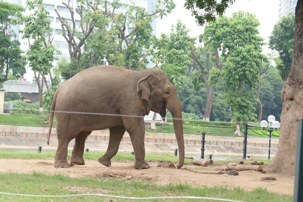 Cởi bỏ xích chân cho 2 cá thể voi tại Vườn thú Hà Nội