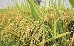 Giá gạo xuất khẩu Việt Nam đắt nhất thế giới, mừng hay lo?
