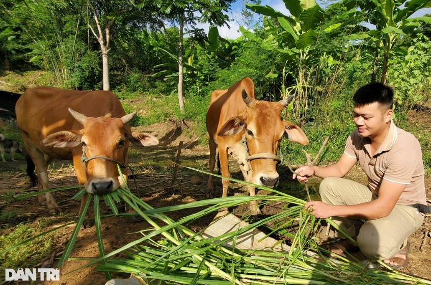 Anh Vi Văn Đợi thành công với mô hình chăn nuôi bò sinh sản và vỗ béo của mình (Ảnh: Hạnh Linh).