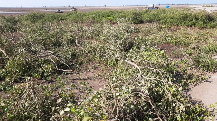 Nhiều cây ngập mặn tại khu vực Cồn Lu nằm trong phân khu phục hồi sinh thái của Vườn quốc gia Xuân Thủy, bị chặt hạ (Ảnh: M.C).