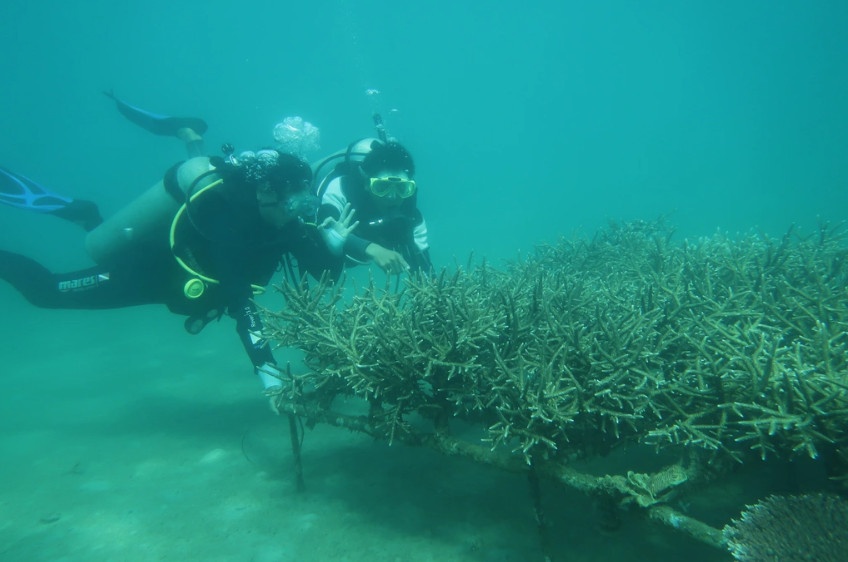 Những người tái tạo và bảo vệ môi trường sinh thái dưới đáy biển Cù Lao Chàm (Ảnh: Khu bảo tồn biển Cù Lao Chàm).