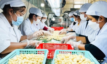 Bài 1: “Sức khỏe” của thị trường xuất khẩu và những thách thức cho doanh nghiệp Việt Nam
