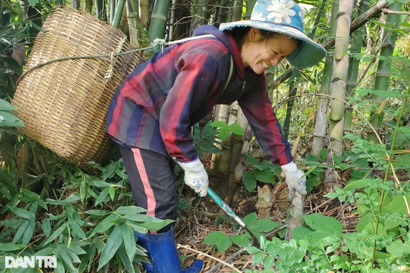 Công việc hái măng rừng mang lại thu nhập cho bà con nơi rẻo cao xứ Thanh (Ảnh: Hạnh Linh).
