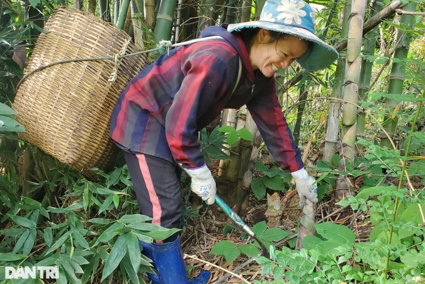 Công việc hái măng rừng mang lại thu nhập cho bà con nơi rẻo cao xứ Thanh (Ảnh: Hạnh Linh). Công việc hái măng rừng mang lại thu nhập cho bà con nơi rẻo cao xứ Thanh (Ảnh: Hạnh Linh).