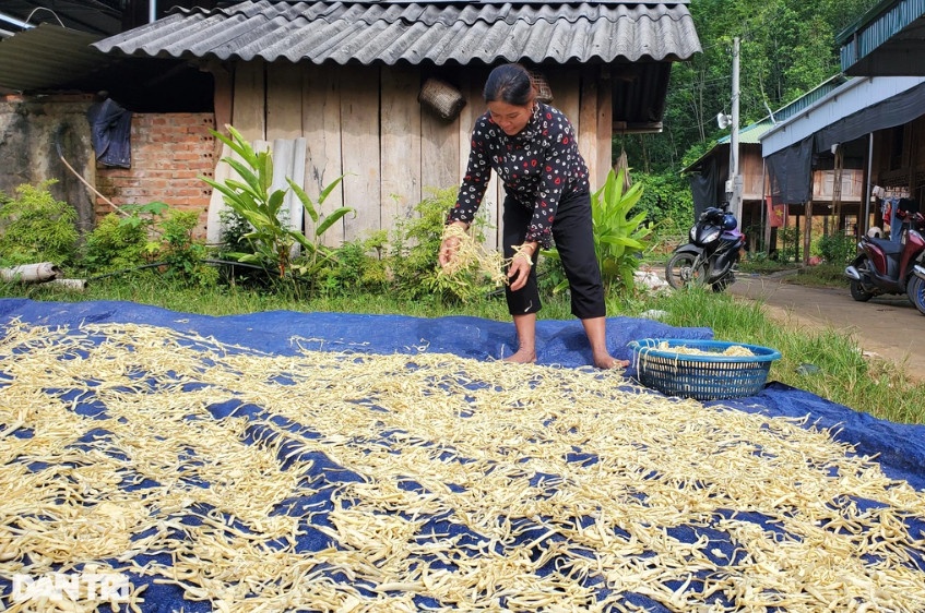 Măng nứa có giá rẻ nên người dân không bán mà để phơi khô (Ảnh: Hạnh Linh).