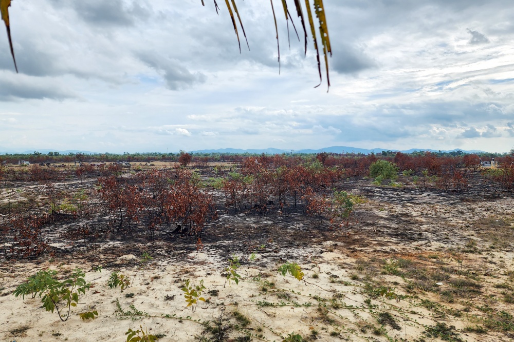 Hàng nghìn m2 rừng phòng hộ ven biển tỉnh Quảng Nam cháy tan hoang