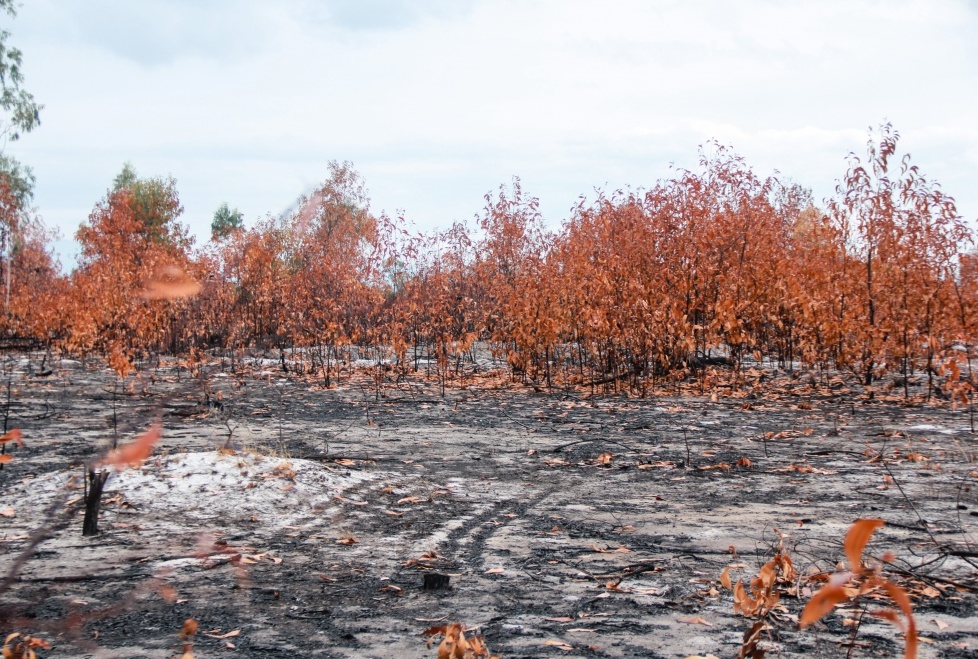 Hàng nghìn m2 rừng phòng hộ ven biển tỉnh Quảng Nam cháy tan hoang