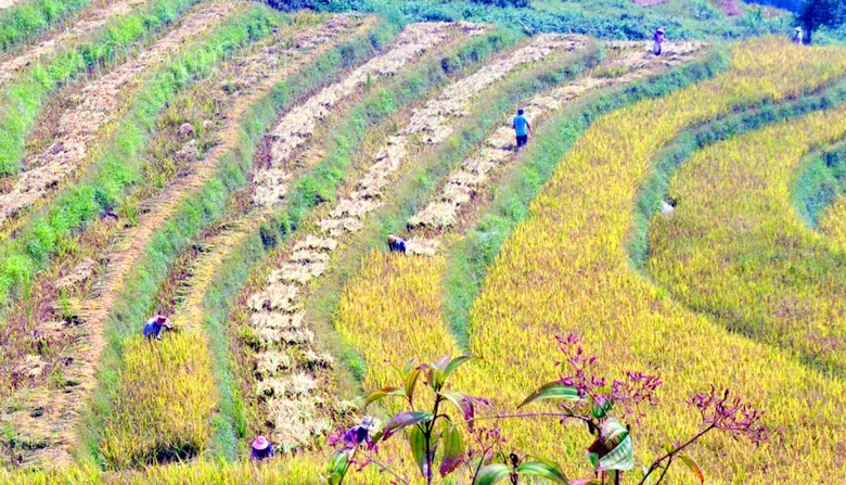 Mùa lúa vàng ở thung lũng di sản quốc gia ruộng bậc thang Thề Pả