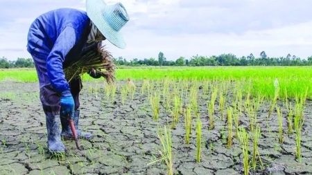 El Nino đe dọa sản lượng cây trồng ở châu Á