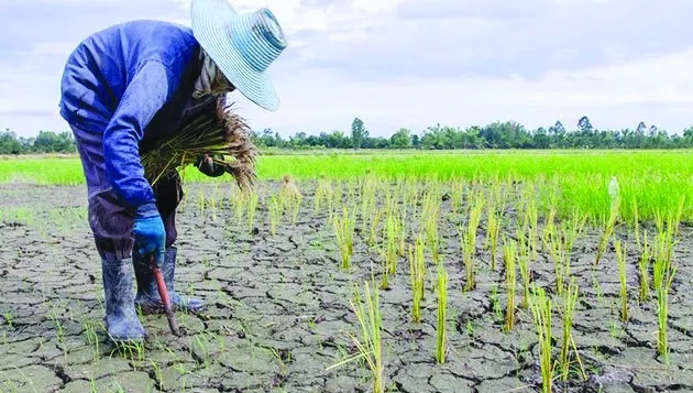 El Nino đe dọa sản lượng cây trồng ở châu Á