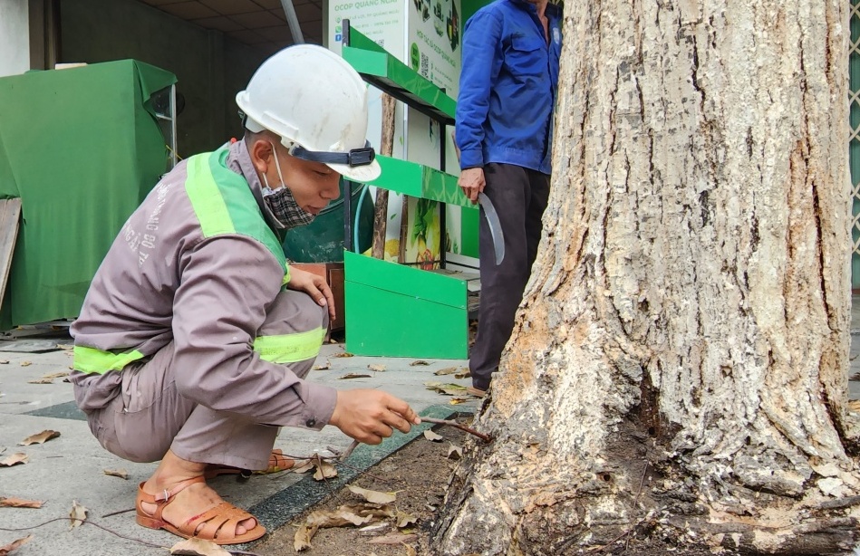 Điều tra việc cây xanh đô thị bị khoan lỗ, đổ thuốc độc tại TP Quảng Ngãi