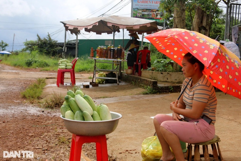 Trong những tháng mùa mưa, dưa bò mang lại thu nhập cao cho người dân huyện biên giới của tỉnh Đắk Nông (Ảnh: Đặng Dương).