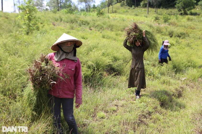 Người dân Hương Sơn thu hoạch cây rành rành (Ảnh: Dương Nguyên).