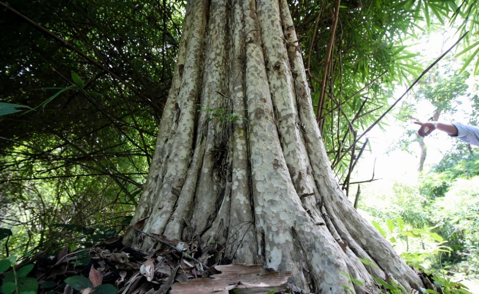 Khu rừng hơn 600ha làm hồ Ka Pét có những loài cây quý nào?
